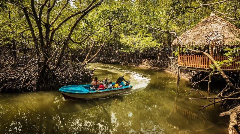 Cruise Through Mangrove Creeks